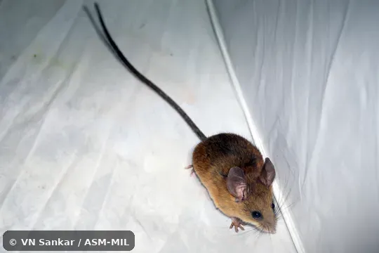 Reithrodontomys wagneri wagneri. Formerly Reithrodontomys microdon wagneri, Small-toothed Harvest Mouse. Reithrodontomys wagneri wagneri. Formerly Reithrodontomys microdon wagneri, Small-toothed Harvest Mouse.