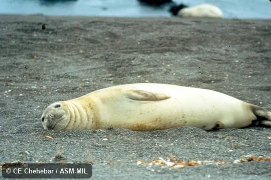 Side view of female. Also as South Atlantic Elephant Seal|Southern Sea Elephant. Side view of female. Also as South Atlantic Elephant Seal|Southern Sea Elephant.