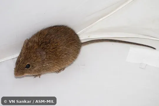 Also as Brown Cotton Rat. Also as Brown Cotton Rat.