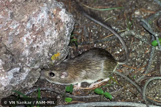 Formerly part of Chaetodipus nelsoni, Nelson's Coarse-haired Pocket Mouse Formerly part of Chaetodipus nelsoni, Nelson's Coarse-haired Pocket Mouse