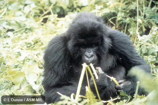 Adult female eating wild celery. Gorilla beringei beringei, Mountain Gorilla. Adult female eating wild celery. Gorilla beringei beringei, Mountain Gorilla.