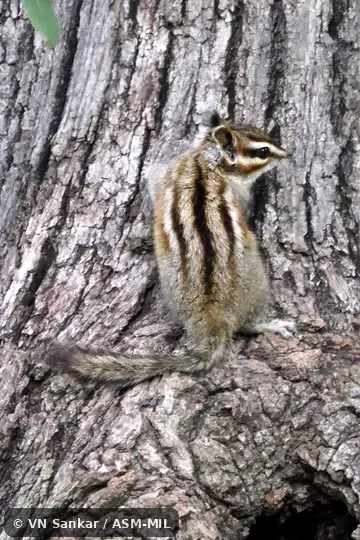 Formerl Tamias bulleri. Formerl Tamias bulleri.