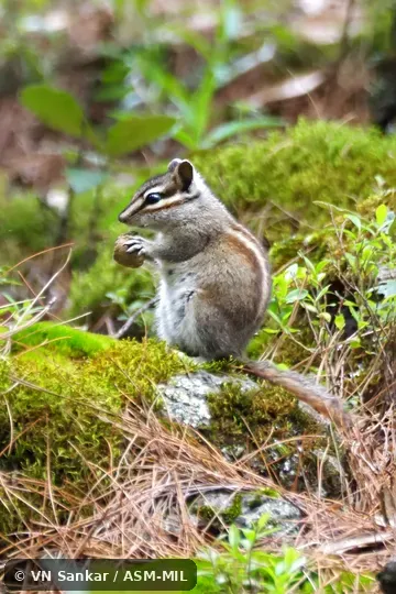 Formerly Tamias or Neotamias durangae. Formerly Tamias or Neotamias durangae.
