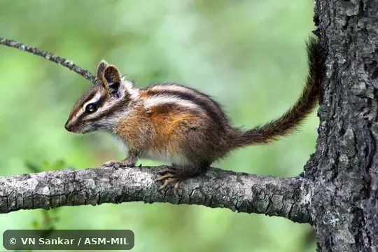 Formerly part of Tamias or Neotamias durangae, Durango Chipmunk, Formerly part of Tamias or Neotamias durangae, Durango Chipmunk,
