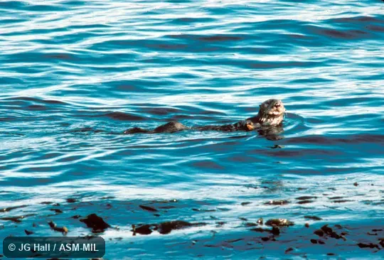 Side view, in kelp bed Side view, in kelp bed