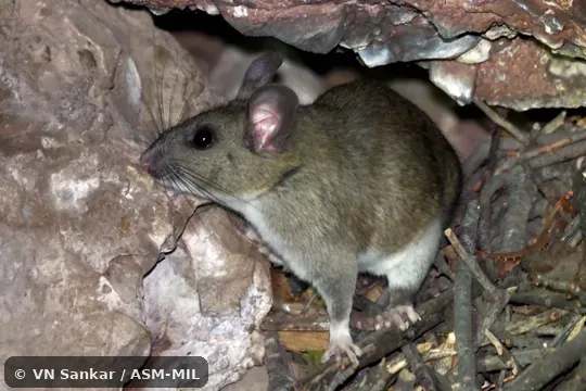 Neotoma fuscipes perplexa. Also as San Joaquin Valley Woodrat · Riparian Woodrat. Neotoma fuscipes perplexa. Also as San Joaquin Valley Woodrat · Riparian Woodrat.