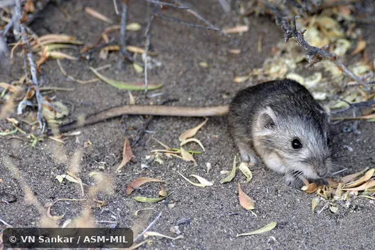 Formerly Microdipodops megacephalus oregonus, Dark Kangaroo Mouse. Formerly Microdipodops megacephalus oregonus, Dark Kangaroo Mouse.