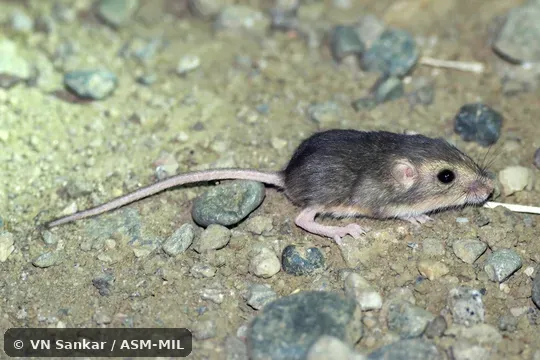 Also as Salinas Pocket Mouse. Also as Salinas Pocket Mouse.