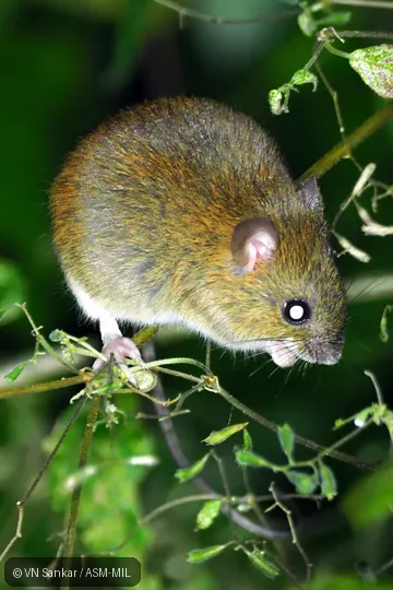 Formerly Oligoryzomys fulvescens costaricensis, Fulvous Pygmy Rice Rat or Fulvous Colilargo. Formerly Oligoryzomys fulvescens costaricensis, Fulvous Pygmy Rice Rat or Fulvous Colilargo.