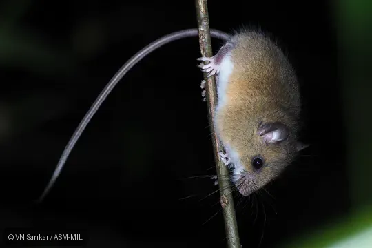 Reithrodontomys brevirostris brevirostris. Reithrodontomys brevirostris brevirostris.