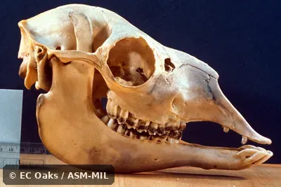 Side view of skull. Side view of skull.