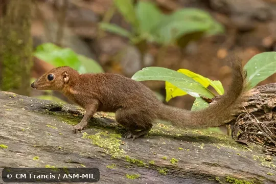 Formerly Tupaia longipes longipes. Also as Northern Bornean Treeshrew · Northern Long-footed Treeshrew · Plain Treeshrew. Formerly Tupaia longipes longipes. Also as Northern Bornean Treeshrew · Northern Long-footed Treeshrew · Plain Treeshrew.