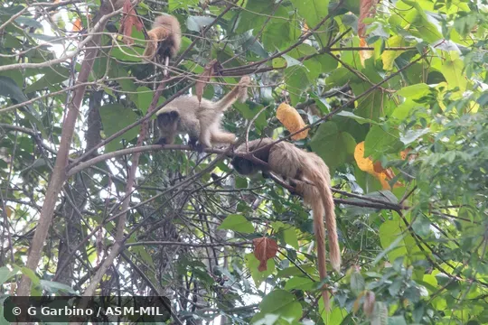 Also as Black-fronted Titi Monkey · Northern Masked Titi. Also as Black-fronted Titi Monkey · Northern Masked Titi.