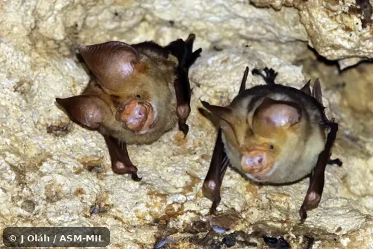 Also as Crested Leaf-nosed Bat. Also as Crested Leaf-nosed Bat.