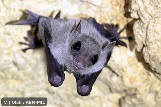 Click to learn more about this species Eonycteris spelaea winnyae. Also as Cave Nectar Bat, Common Dawn Bat, Common Nectar Bat, Dobson's Long-tongued Fruit Bat.
