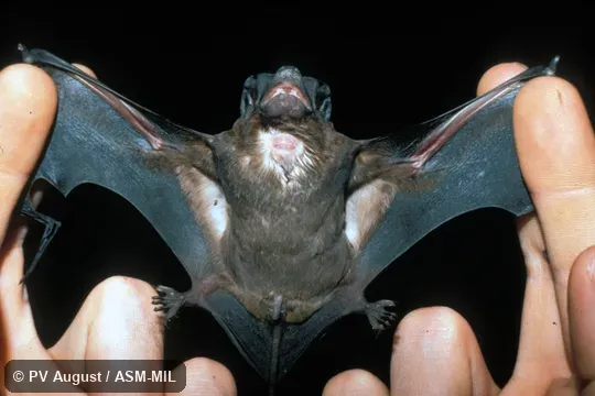 View of underside of male, showing sternal gland. Also as Pallas’s Free-tailed Bat|Velvety Free-tailed Bat. View of underside of male, showing sternal gland. Also as Pallas’s Free-tailed Bat|Velvety Free-tailed Bat.