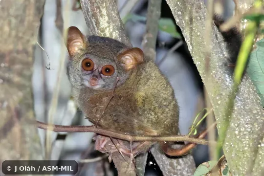 Formerly part of Tarsius tarsier, Spectral Tarsier. Formerly part of Tarsius tarsier, Spectral Tarsier.