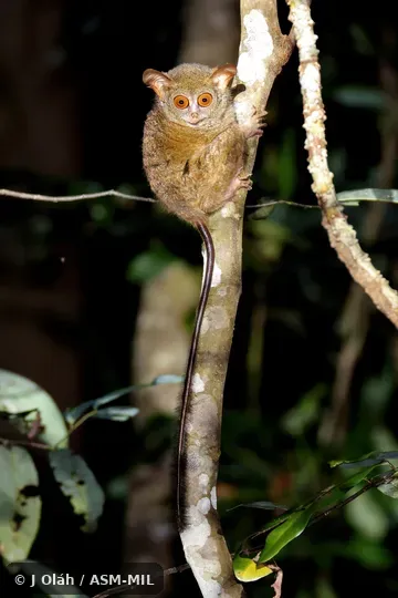 Also as Peleng Island Tarsier. Also as Peleng Island Tarsier.