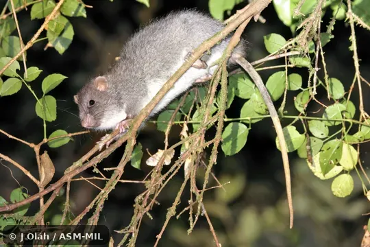 Also as Meyer's Lenomys · Trefoil-toothed Giant Rat. Also as Meyer's Lenomys · Trefoil-toothed Giant Rat.