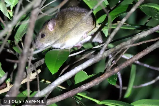 Also as Koopman's Rat. Also as Koopman's Rat.