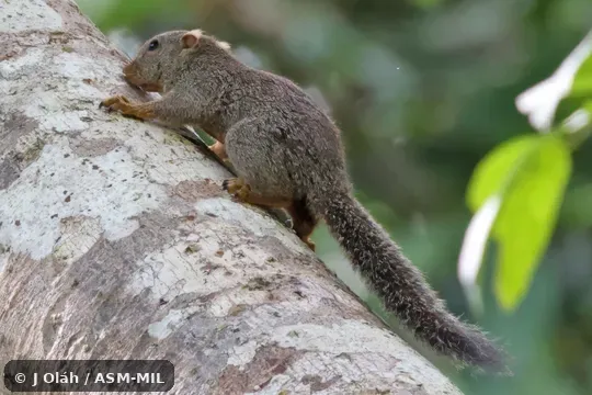 Formerly part of Prosciurillus leucomus, Whitish Dwarf Squirrel. Formerly part of Prosciurillus leucomus, Whitish Dwarf Squirrel.