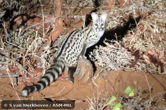 Formerly Genetta genetta felina. Also as South African Small-spotted Genet. Formerly Genetta genetta felina. Also as South African Small-spotted Genet.