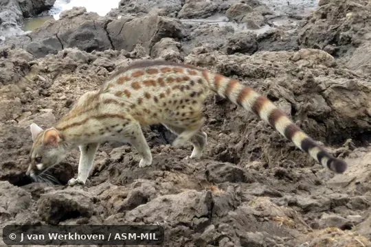 Click to learn more about this species Genetta fieldiana mossambica. Formerly Genetta maculata mossambica. Also as Central African Large-spotted Genet.