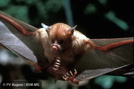 Erophylla bombifrons bombifrons. front view of face and underside, wings extended. Erophylla bombifrons bombifrons. front view of face and underside, wings extended.