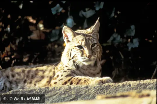 Side view. Also as Red Lynx|Bay Lynx|Cat Lynx. Side view. Also as Red Lynx|Bay Lynx|Cat Lynx.