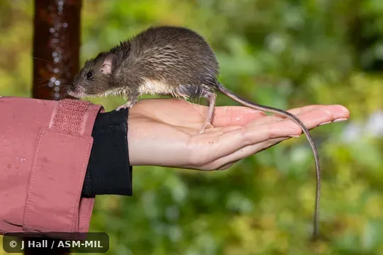 Click to learn more about this species Heteromys desmarestianus desmarestianus.