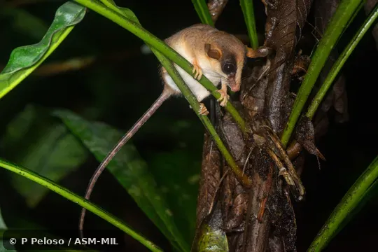 Click to learn more about this species