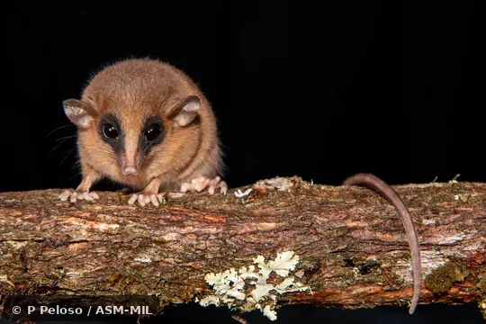Click to learn more about this species Holotype. Museo de Historia Natural, Universidad Nacional Mayor de San Marcos, Lima, Peru 48770.