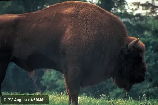 Side view of adult male, standing. Formerly as Bison bonasus. Also as European Bison. Side view of adult male, standing. Formerly as Bison bonasus. Also as European Bison.