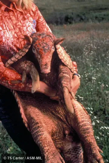 Ventral view of individual held by person Ventral view of individual held by person