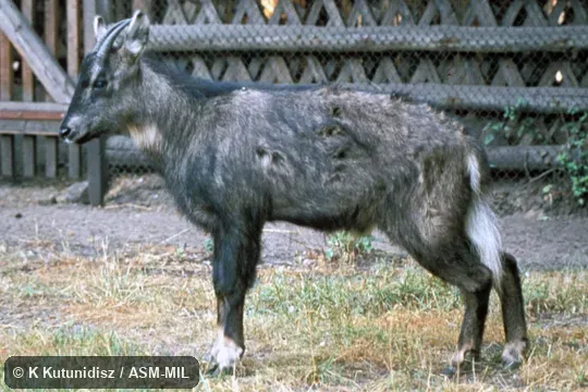 Side view of female. Also as Nemorhaedus caudatus. Side view of female. Also as Nemorhaedus caudatus.