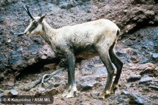 Side view of male. Rupicapra rupicapra rupicapra. Also as Alpine Chamois. Side view of male. Rupicapra rupicapra rupicapra. Also as Alpine Chamois.