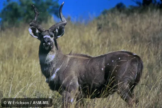 Side view of male. Also as Mountain Nyala. Side view of male. Also as Mountain Nyala.