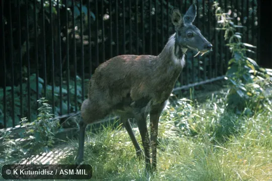 Side view of male, canines visible Side view of male, canines visible