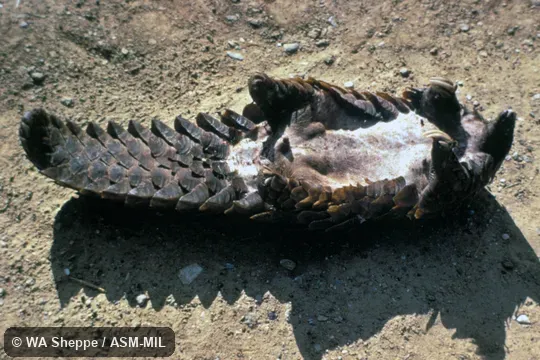 Underside of dead specimen. Formerly as Manis temminckii. Also as Temminck's Pangolin|Cape Pangolin. Underside of dead specimen. Formerly as Manis temminckii. Also as Temminck's Pangolin|Cape Pangolin.