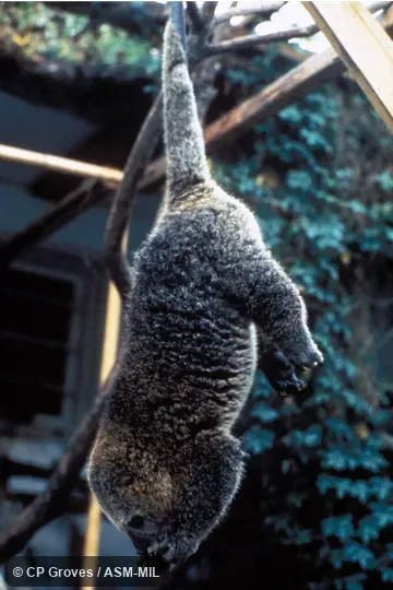 Side view of captive individual hanging by tail. Also as Large Celebes Cuscus|Sulawesi Bear Cuscus. Side view of captive individual hanging by tail. Also as Large Celebes Cuscus|Sulawesi Bear Cuscus.