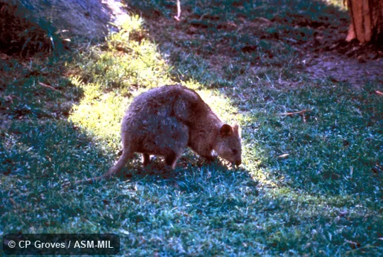 Side view of animal on grass. Also as Short-tailed Pademelon|Short-tailed Wallaby. Side view of animal on grass. Also as Short-tailed Pademelon|Short-tailed Wallaby.