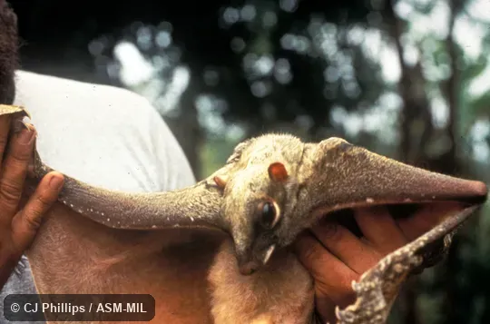 Oblique, close-up view of anterior part of animal being held. Also as Sunda Flying Lemur. Oblique, close-up view of anterior part of animal being held. Also as Sunda Flying Lemur.