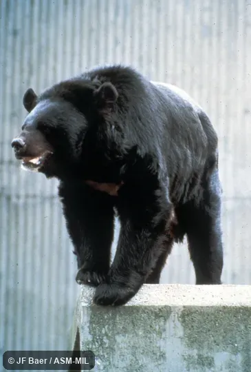 Oblique view of male standing on all fours. Also as Himalayan Black Bear|Moon Bear|White-breasted Bear|Asiatic Black Bear. Oblique view of male standing on all fours. Also as Himalayan Black Bear|Moon Bear|White-breasted Bear|Asiatic Black Bear.