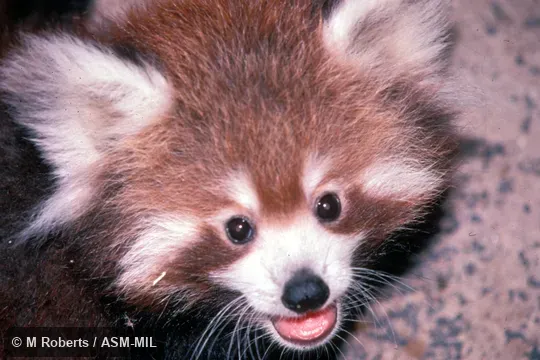 Close-up of face. Formerly Ailurus fulgens. Also as Lesser Panda|Fire Fox|Golden Dog|Bear Cat|Chinese Red Panda|Styan's Red Panda. Close-up of face. Formerly Ailurus fulgens. Also as Lesser Panda|Fire Fox|Golden Dog|Bear Cat|Chinese Red Panda|Styan's Red Panda.