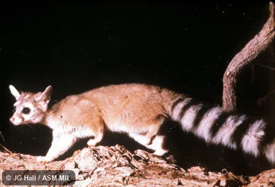 Side view on log Side view on log