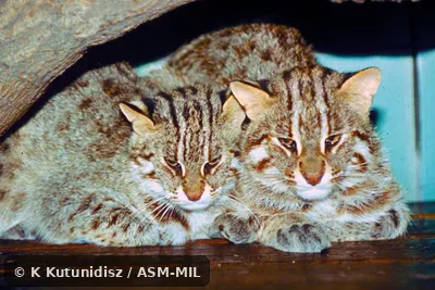 Close-up front view of a pair. Prionailurus bengalensis euptilurus. Formerly Leopard Cat. Close-up front view of a pair. Prionailurus bengalensis euptilurus. Formerly Leopard Cat.