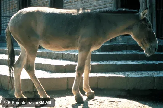 Full side view of male. Also as Asian Wild Ass. Full side view of male. Also as Asian Wild Ass.