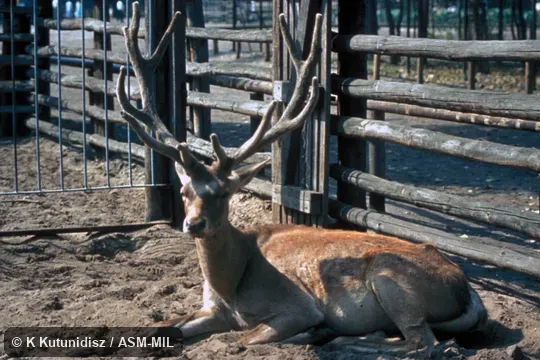 Male lying down. Cervus hanglu yarkandensis. Formerly Cervus elaphus yarkandensis, Red Deer. Also as Cervus yarkandensis, Yarkand (Red) Deer|Tarim (Red) Deer. Male lying down. Cervus hanglu yarkandensis. Formerly Cervus elaphus yarkandensis, Red Deer. Also as Cervus yarkandensis, Yarkand (Red) Deer|Tarim (Red) Deer.