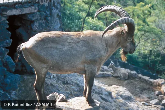 Side view of male standing. Also as Caucasian Ibex|Severtzov's Tur|West Caucasian Tur|Western Tur. Side view of male standing. Also as Caucasian Ibex|Severtzov's Tur|West Caucasian Tur|Western Tur.