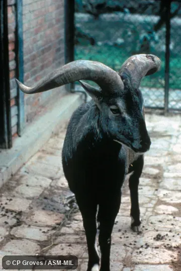 Male standing, showing oblique view of head and anterior body. Also as Bharal. Male standing, showing oblique view of head and anterior body. Also as Bharal.